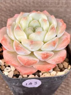 多肉植物 エケベリア❣️ピンククリスタル 抜き苗⭐️No143