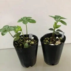 クリスマスローズ10苗セット★キラメキ⭐︎ソレイユ美黒姫八咫烏モーリー超多弁 クリスマスローズ10苗セット☆キラメキ⭐︎ソレイユ美黒姫八咫烏