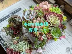 多肉植物寄せ植え そのまま飾れる 大きなセメント鉢୨୧ ⊹˚₊ - メルカリ