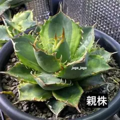美株】 アガベ 海王 大株 菊鉢5号 鉢ごと発送 チタノタ Sea King