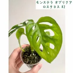 2026年最新】オブリクアの人気アイテム - メルカリ