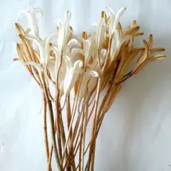 ユリの花殻 テッポウユリ ドライフラワー - メルカリ