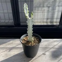 まとめ売り ホワイトゴースト 抜き苗 24本 まとめ売り ホワイトゴースト 抜き苗 24本 | その他多肉植物