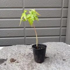 モミジのミニ盆栽のサムネイル