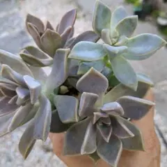 Kotori様 リクエスト 4点 まとめ商品