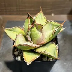 2025年最新】オテロイ実生の人気アイテム - メルカリ