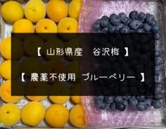 谷沢梅　ブルーベリー セット 訳あり 残りわずか　①のサムネイル