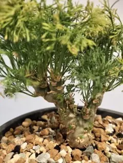 モンソニア ペニクリナム　（サルコカウロン）鉢ごと発送