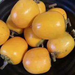 渋柿　農薬不使用