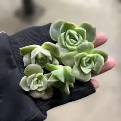 2025年最新】ラブリーローズの人気アイテム - メルカリ