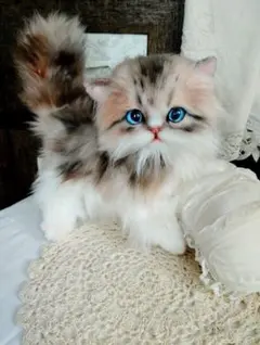 美人ちゃん❤ブラウンタビー♡ミヌエット子猫ちゃん❤アートドール♡ぬいぐるみ♡