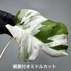 Z16】斑入りモンステラ ホワイトタイガー 発根済カット茎 成長点2つ