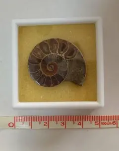 2026年最新】アンモナイト化石の人気アイテム - メルカリ