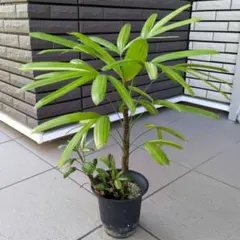 直接取引限定】希少✨️特大!!観音竹 約2m60cm 15号サイズ 懸崖鉢