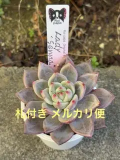 ルイパパさん苗　胡蝶の剣　札付き ルイパパさん苗 胡蝶の剣 札付き ルイパパさん苗 胡蝶の剣 札付き