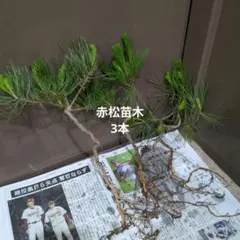 赤松苗木 3本セット 盆栽用のサムネイル