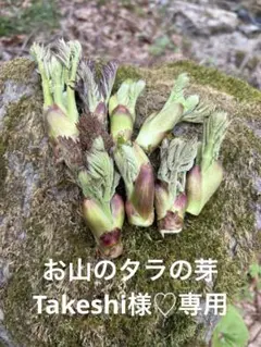 【Takeshi様専用】岩手雫石町産 天然 タラの芽 500g
