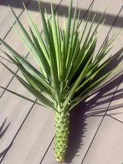 ユッカ アロイフォリア センジュラン カット苗 - メルカリ