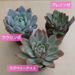 2025年最新】ラウリンゼの人気アイテム - メルカリ