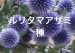 ヘルミーネ様 リクエスト 2点 まとめ商品