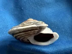 貝標本　CUBAのカラフルカタツムリ　セット品 貝標本 CUBAのカラフルカタツムリ - メルカリ