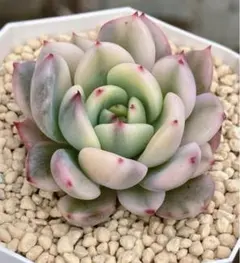 まぁちゃん様 リクエスト 2点 まとめ商品