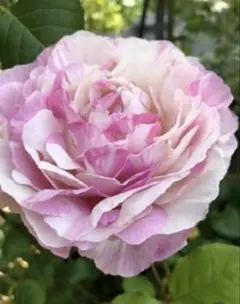 バラ苗　カメオ　２苗セット　正規品　接木苗　苗木　　薔薇　‼️大特価‼️ 2026年最新】バラ苗 カメオの人気アイテム - メルカリ