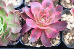 多肉植物 アエオニウム 魅金ローズ錦 1株 根土付き発送 - メルカリ