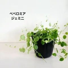 モッピー様 リクエスト 2点 まとめ商品