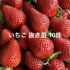 いちご苗　さちのか　抜き苗　10株　イチゴ 苗 小さめ苗