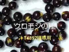 ✨️T4897様専用 クロモジの種　20粒
