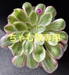 ちゃむ様 リクエスト 3点 まとめ商品