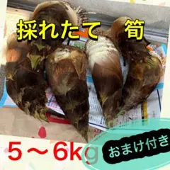 【朝掘り】 10kg 当日発送 福岡県 八女市 立花産 たけのこ 八女　筍 朝掘り】 5kg 当日発送 福岡県 八女市 立花産 たけのこ 八女 筍 - メルカリ