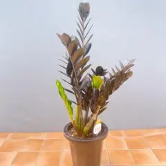 黒葉がカッコいい‼︎ ザミオカルカス レイヴン 6号鉢 観葉植物 - メルカリ