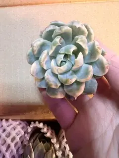 ぽーぽん様 リクエスト 6点 まとめ商品