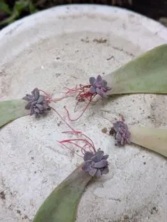 専用出品です♡ 多肉植物葉挿し苗セット☆匿名配送 買ってみた】メルカリで多肉植物の葉挿しを買って育ててみた結果