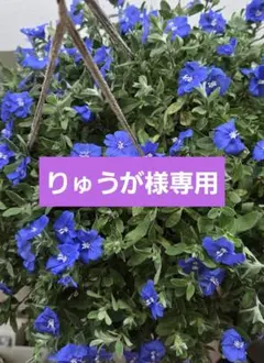 専用 santa fe ポロシャツ 刺繍 ロゴ入り ブラックのサムネイル