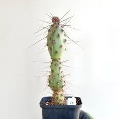 オプンチア　サンタリタ　5株セット 2025年最新】オプンチア サンタリタの人気アイテム - メルカリ