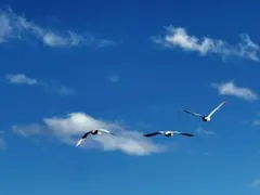 羊毛フェルト　ぐみ様専用