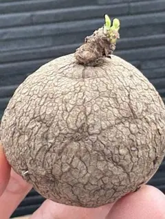 ぴぴ様 リクエスト 4点 まとめ商品