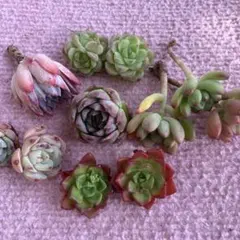 多肉植物　エケベリア　韓国苗　6種類　寄せ植え用セット