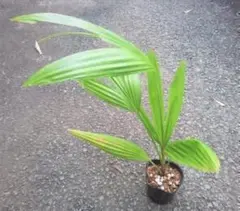 ビロウヤシ　クバヤシ　2株入り ビロウヤシ | 観葉植物 – AT.1011