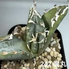 2025年最新】アガベ 魔丸の人気アイテム - メルカリ