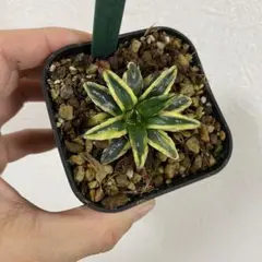 2026年最新】アガベ氷山の人気アイテム - メルカリ