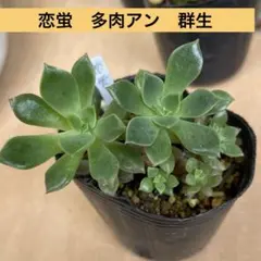 〒　恋蛍　多肉アンのサムネイル