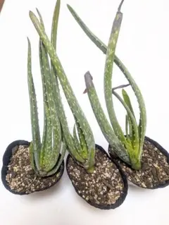 アロエベラ苗 3株セット