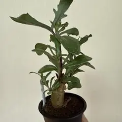 2025年最新】オトンナ ロバタの人気アイテム - メルカリ