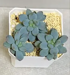 つぶつぶ屋さん　『わたあめ』　3カット　カット苗　多肉植物のサムネイル
