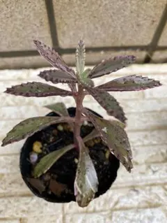 ①不死鳥錦 多肉植物 カランコエ カット苗+抜き苗混植 7.5センチポット