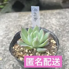 【メルカリ便】桜鬼つき　おらいさん　レア品種葉挿しセット　11点 メルカリ便】桜鬼つき おらいさん レア品種葉挿しセット 11点